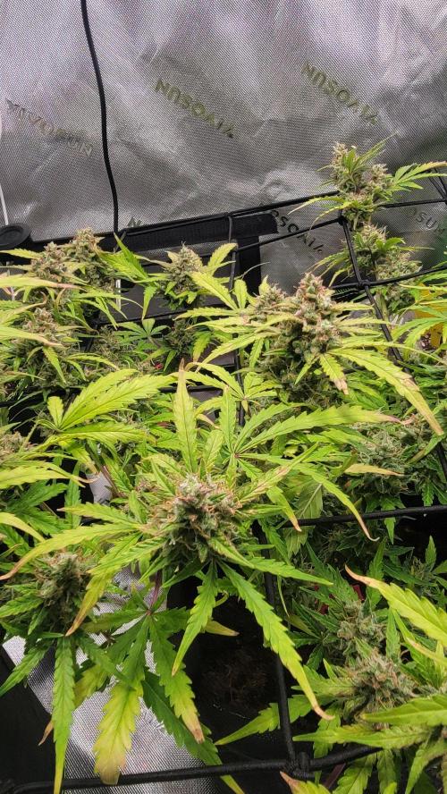 Runtz Auto. Week 9