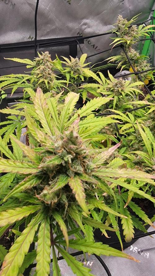 Runtz Auto. Week 9