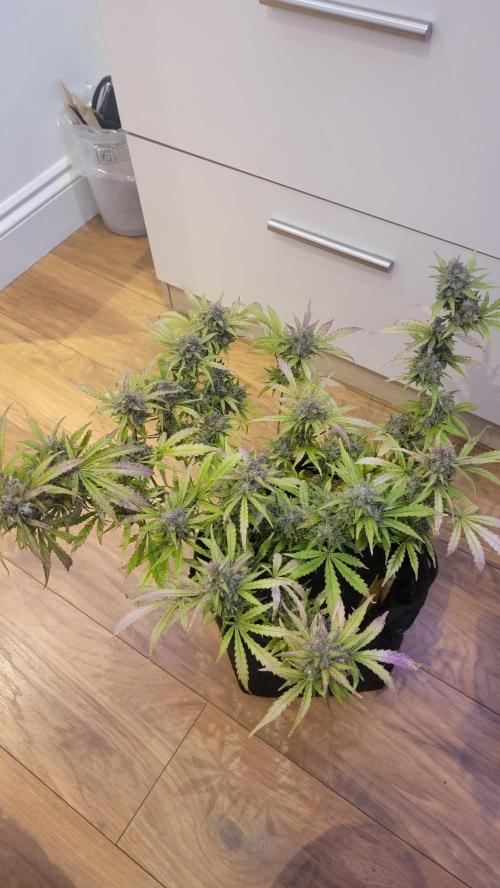 Runtz Automatic. Week 10