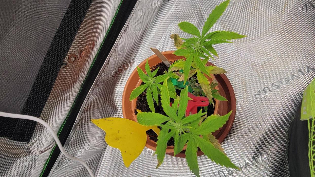 Gushers. Week 7