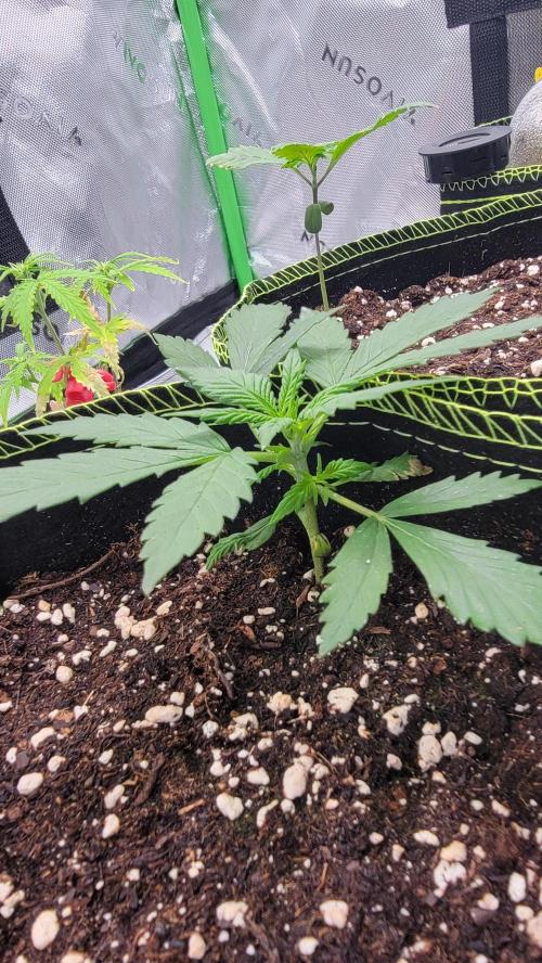 LSD Auto. Week 3