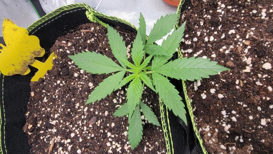 LSD Auto. Week 3