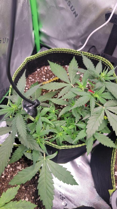 LSD Autoflower. Week 5