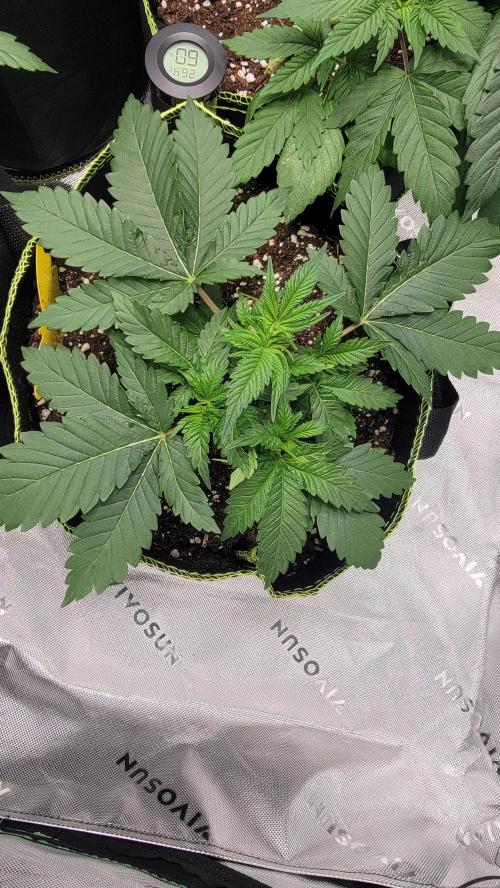 Critical. Week 2