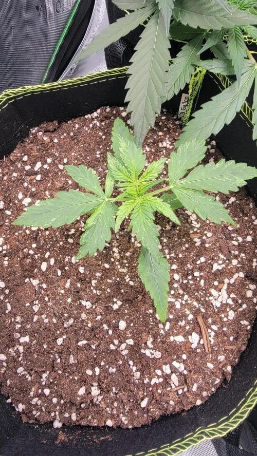 Gorilla Zkittles. Week 1