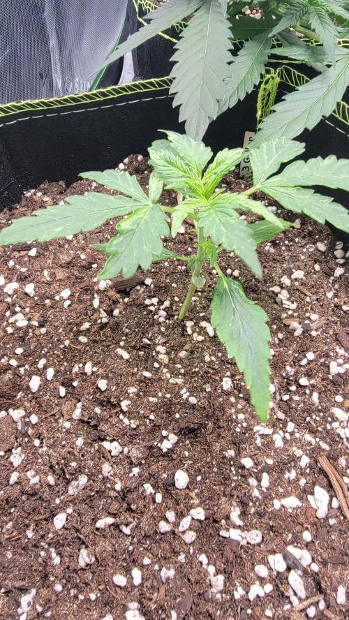 Gorilla Zkittles. Week 1