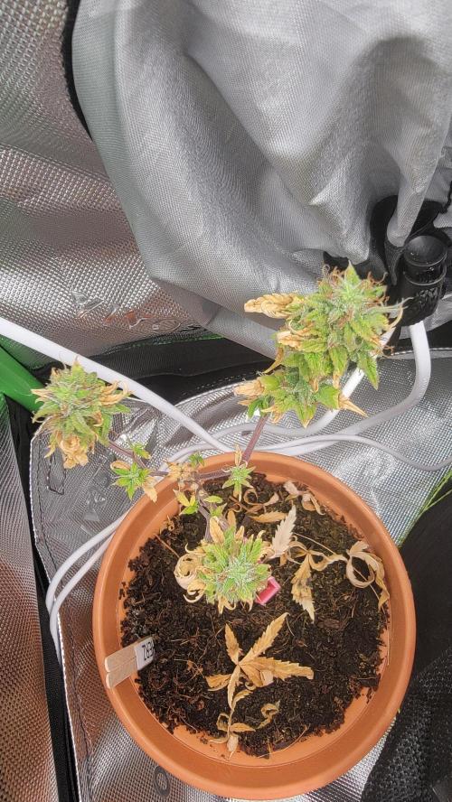 Grow Tent S558 60"x60"x80". Week 12