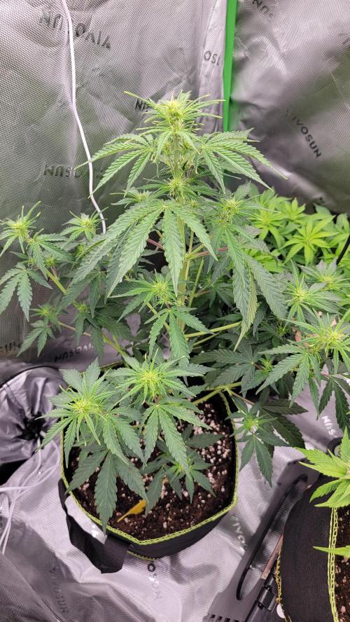 Grow Tent S558 60"x60"x80". Week 4