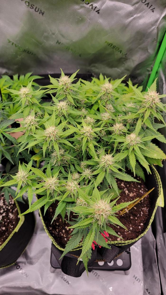 LSD Auto. Week 8