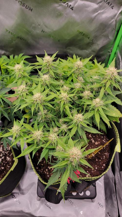 LSD Autoflower. Week 8