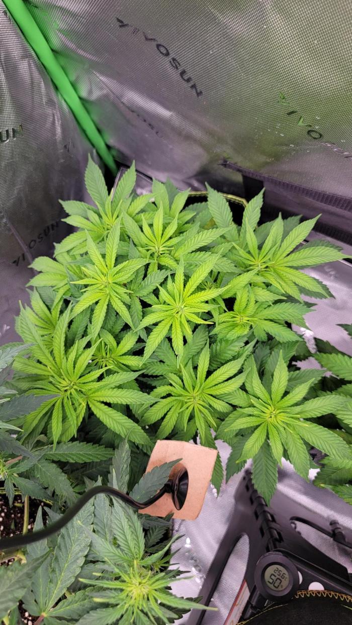 Critical. Week 5