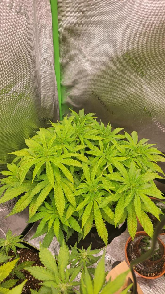 Critical. Week 6