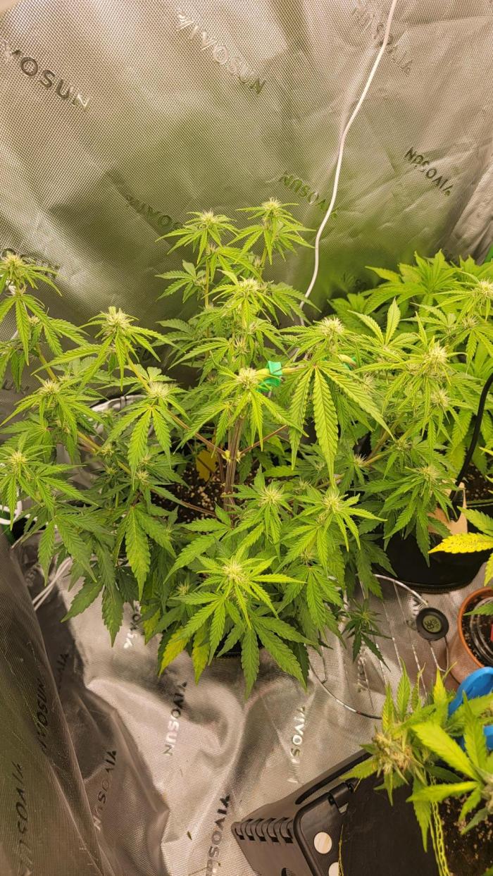 Gorilla Zkittles. Week 5