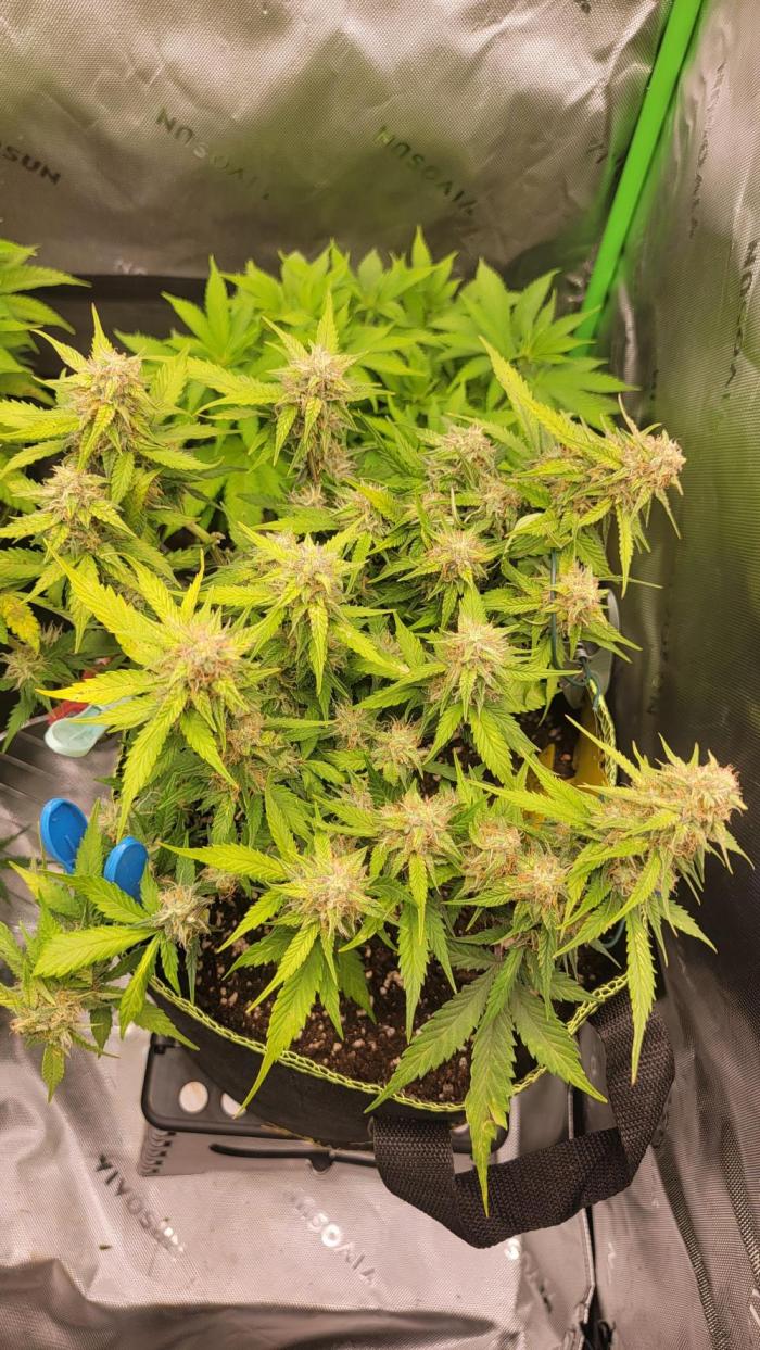 LSD Auto. Week 9