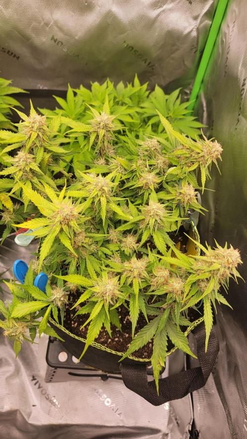 LSD Autoflower. Week 9