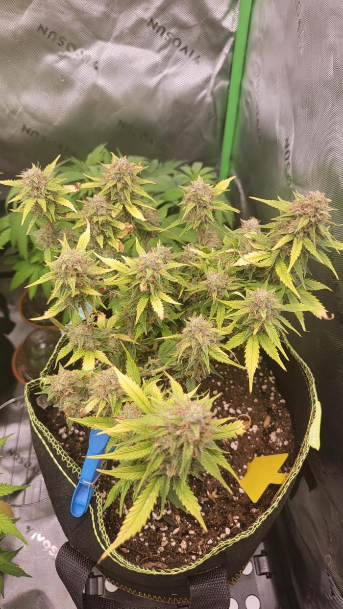 LSD Auto. Week 10