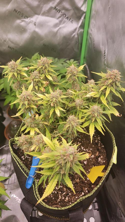 LSD Autoflower. Week 10