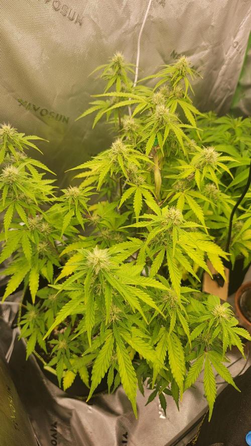 Grow Tent S558 60"x60"x80". Week 6