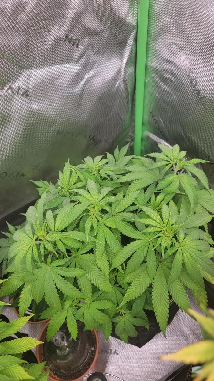 Jealousy. Week 9