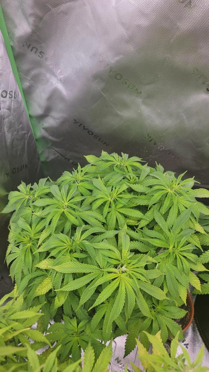 Critical. Week 7
