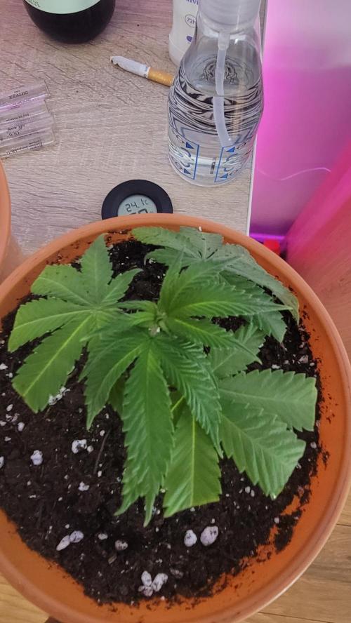 Jealousy Jr. Week 1