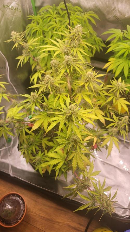 Grow Tent S558 60"x60"x80". Week 7