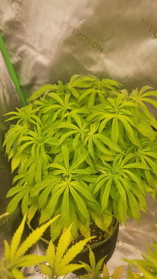 Critical. Week 8