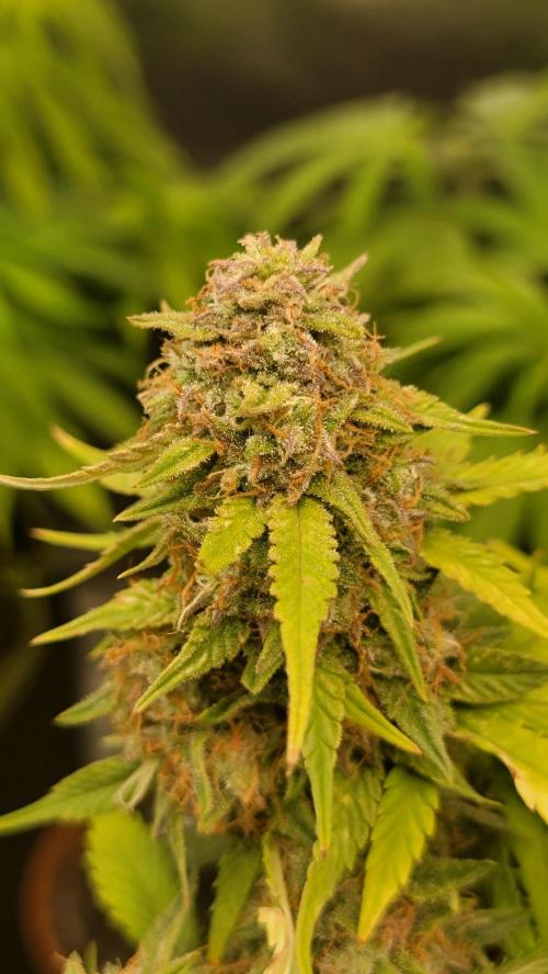 LSD Autoflower. Week 11