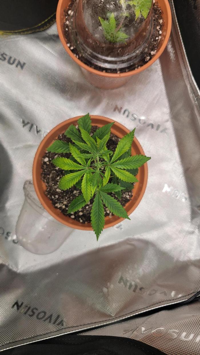 Crits Jit. Week 2