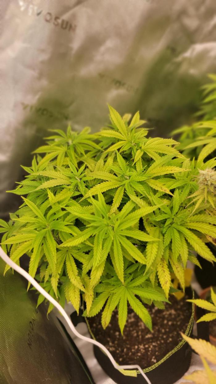 Critical. Week 9