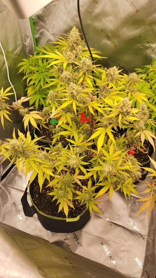 Gorilla Zkittles. Week 8