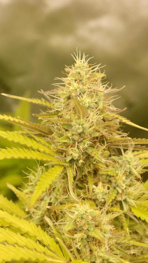 Gorilla Zkittles. Week 8