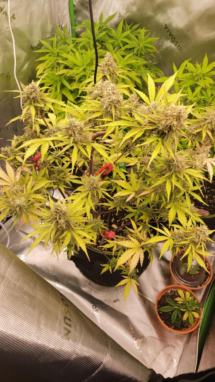 Gorilla Zkittles. Week 9