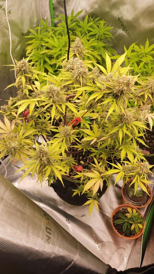Grow Tent S558 60"x60"x80". Week 9