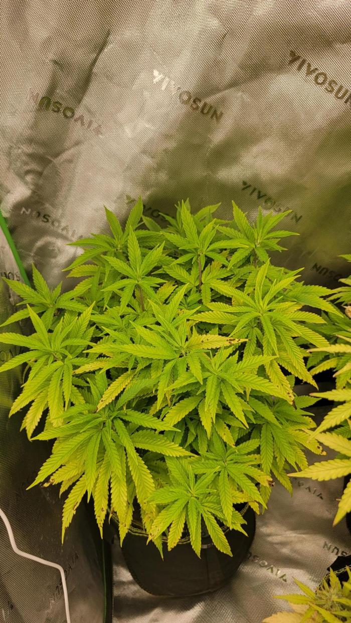 Critical. Week 10