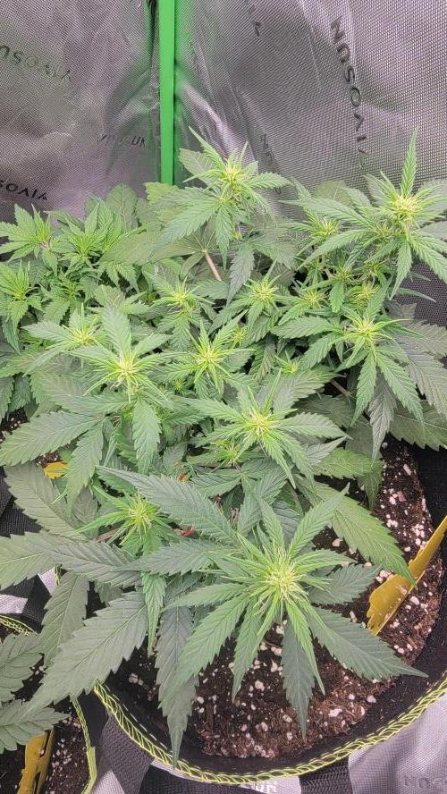 LSD Autoflower. Week 6