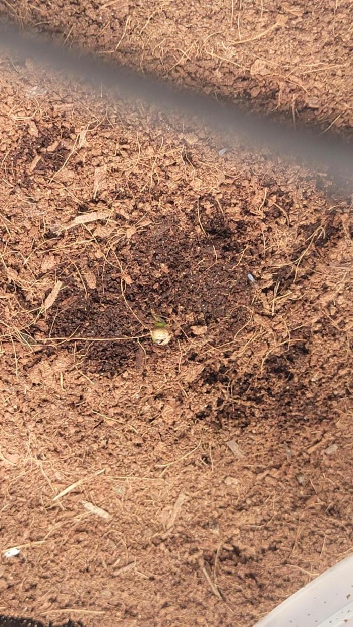 Gushers Auto. Week 0 - Up she comes