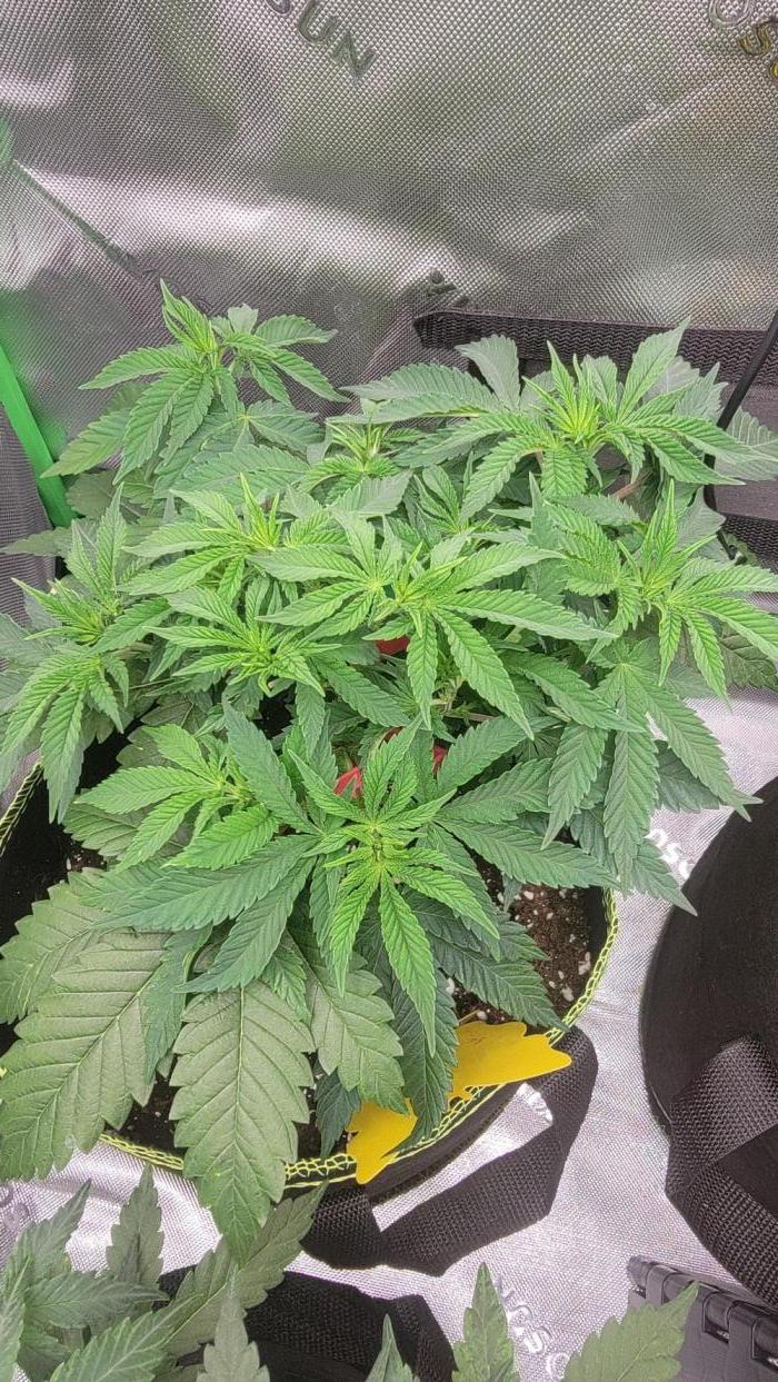Critical. Week 4