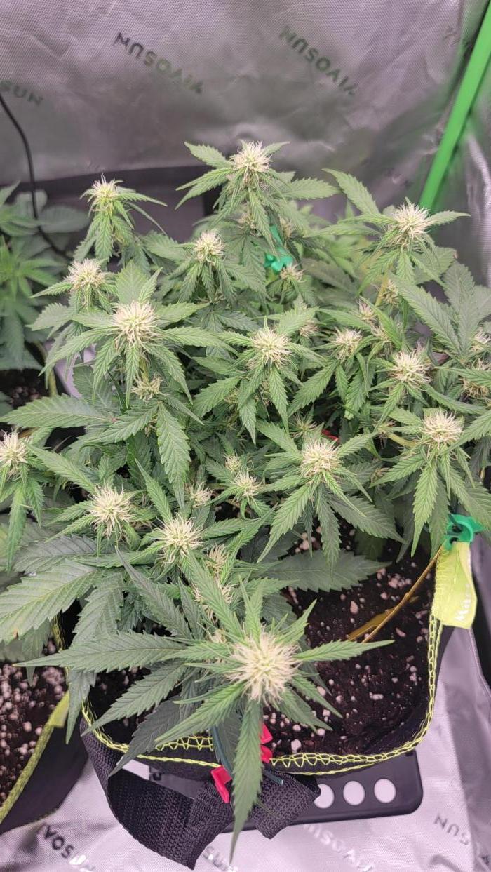 LSD Auto. Week 7