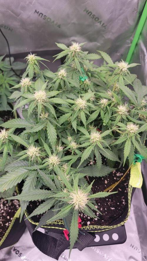 LSD Autoflower. Week 7