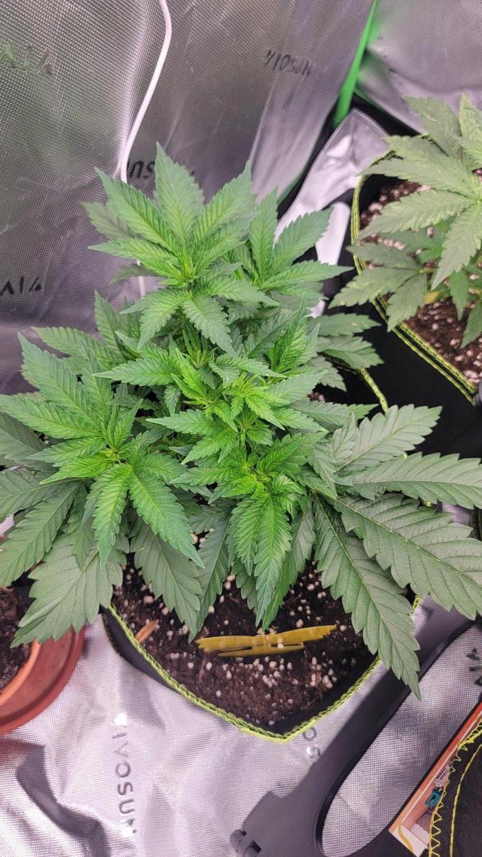 Critical. Week 3