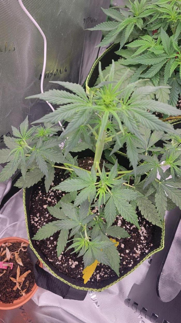Gorilla Zkittles. Week 3