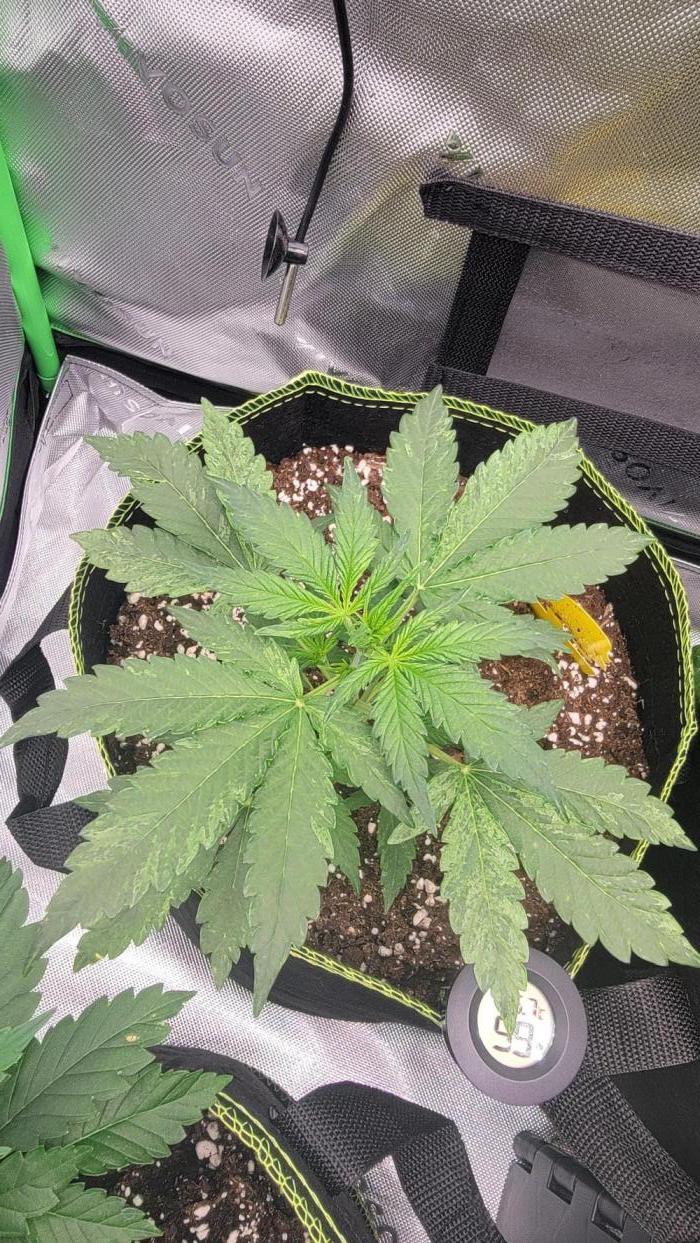 Gorilla Zkittles. Week 2