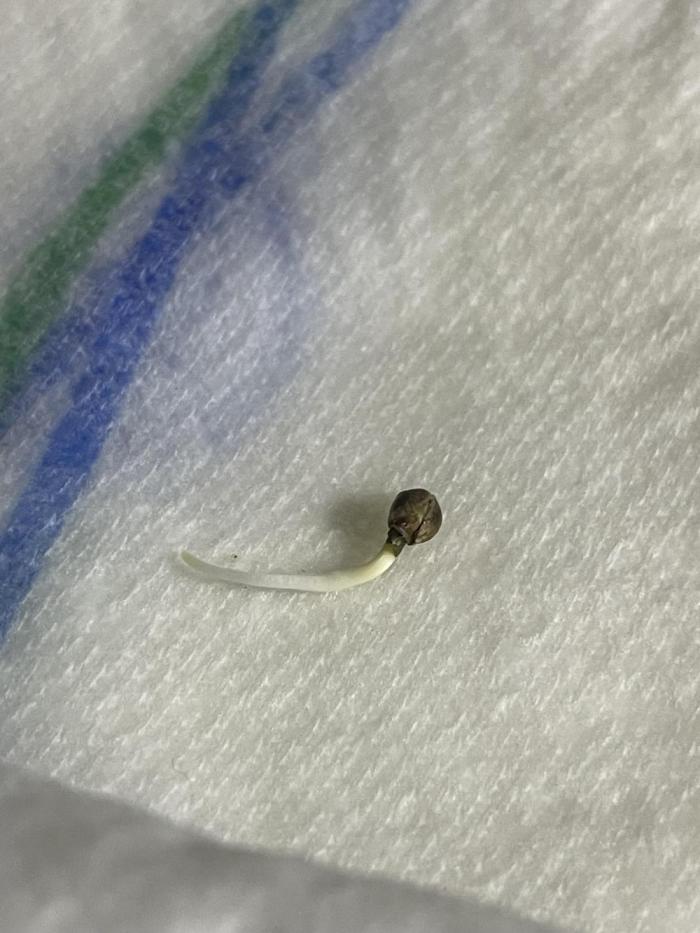 Kings Juice DWC. Week 0