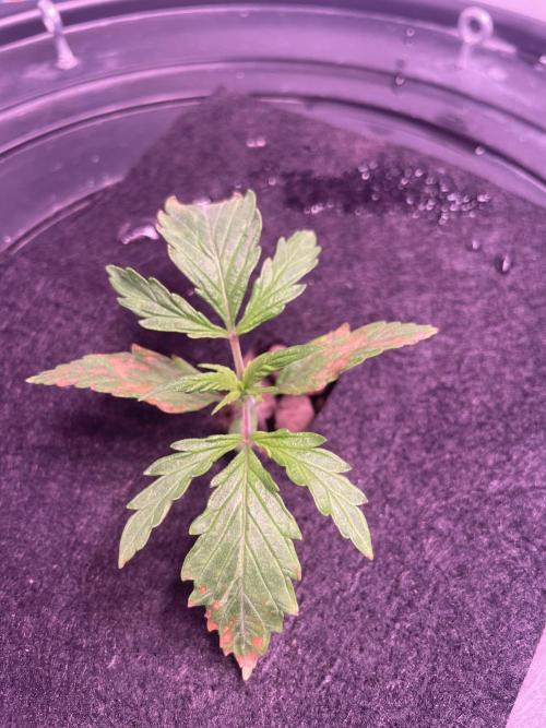 Kings Juice DWC. Week 1 - Day 7 week 1,

