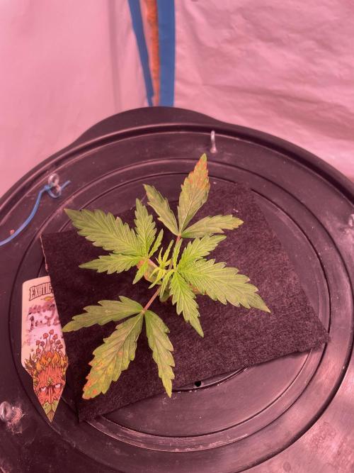 Kings Juice DWC. Week 3