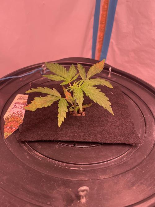 Kings Juice DWC. Week 3