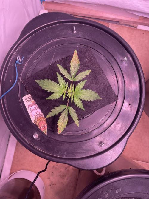 Kings Juice DWC. Week 3