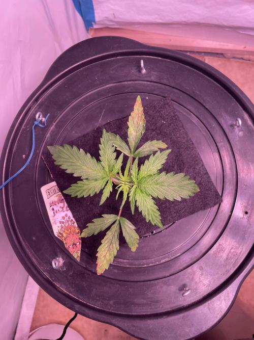 Kings Juice DWC. Week 3