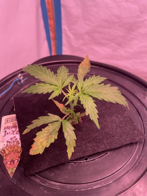 Kings Juice DWC. Week 3